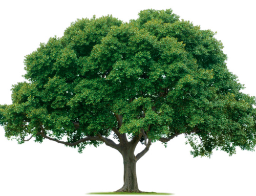 COUPE D’ARBRES – Avant de couper des arbres, vous devez obtenir un permis auprès de la municipalité.