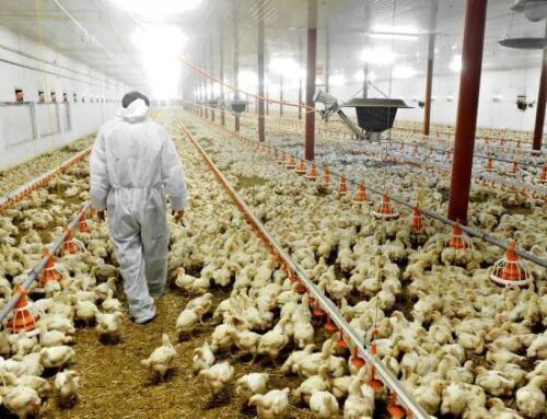 Influenza aviaire : protégez vos oiseaux